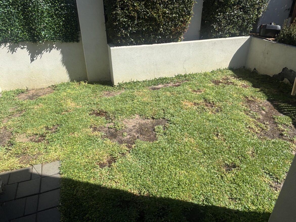 Buffalo lawn - Perth