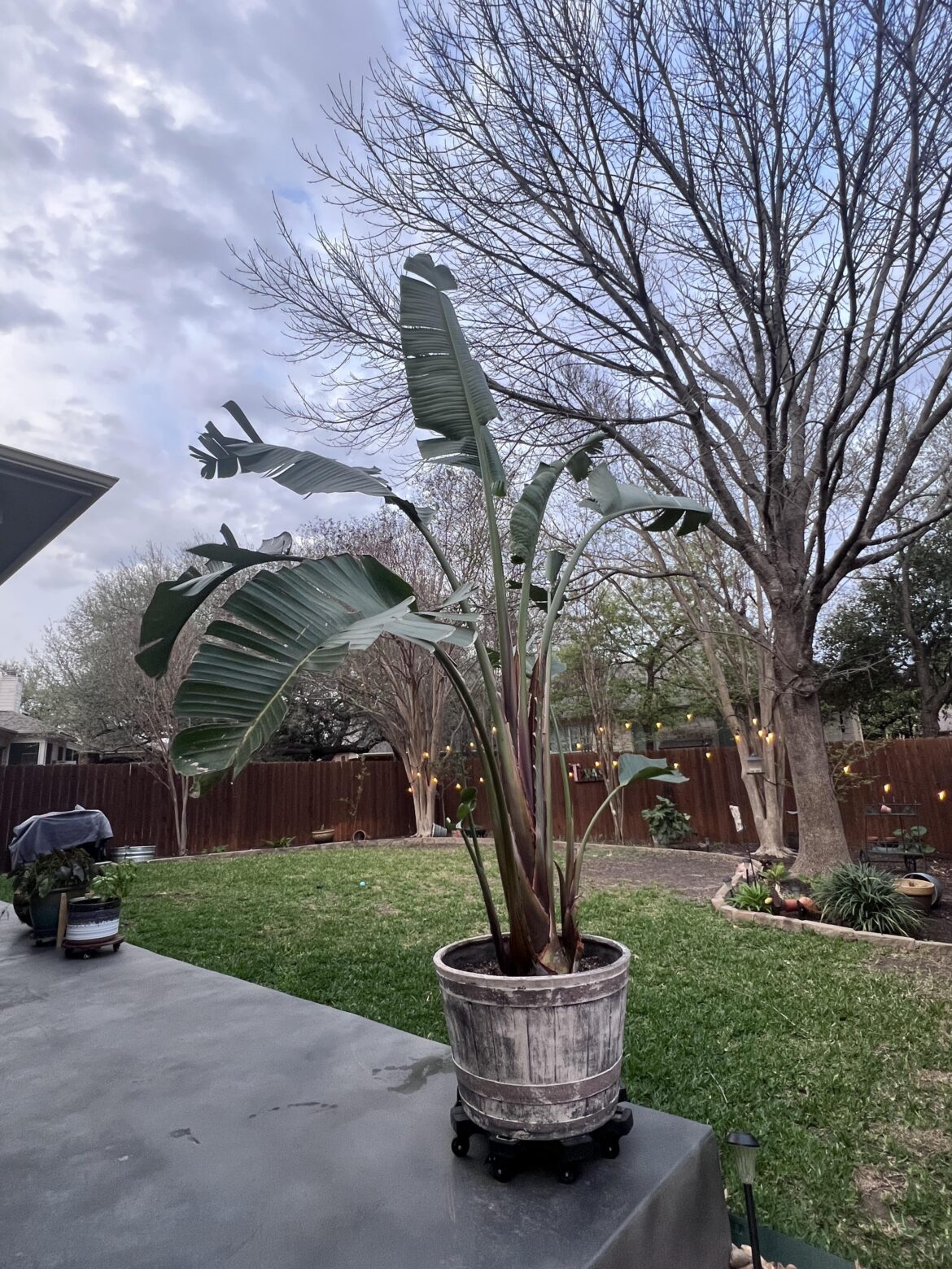 Big, Beautiful, Bird of Paradise