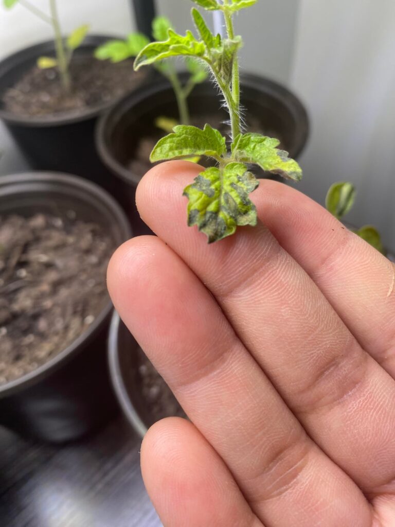 What’s Going on with these Leaves?