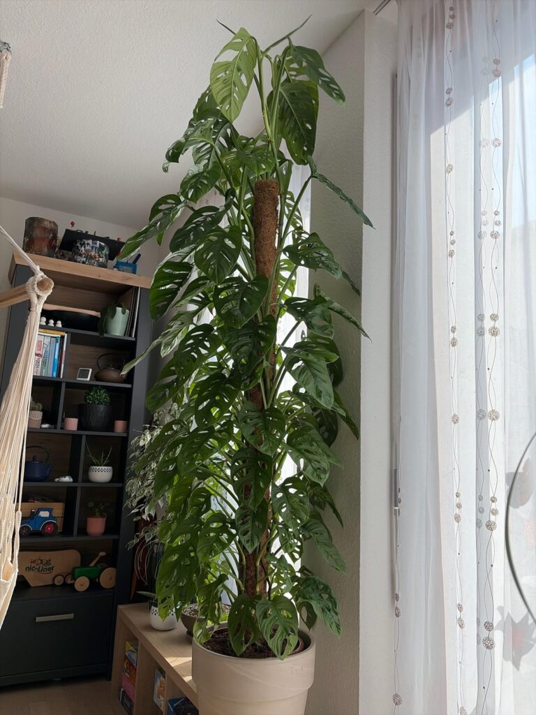 Monstera Adansonii umtopfen