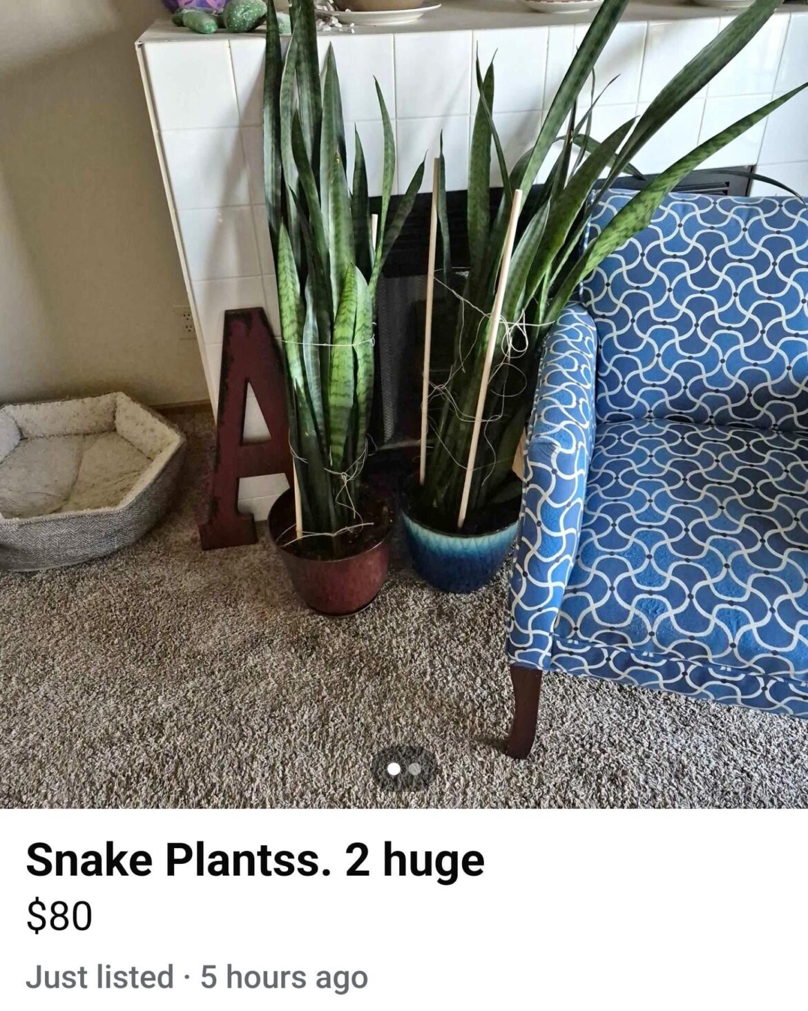 Naughty Plantss for Ssale
