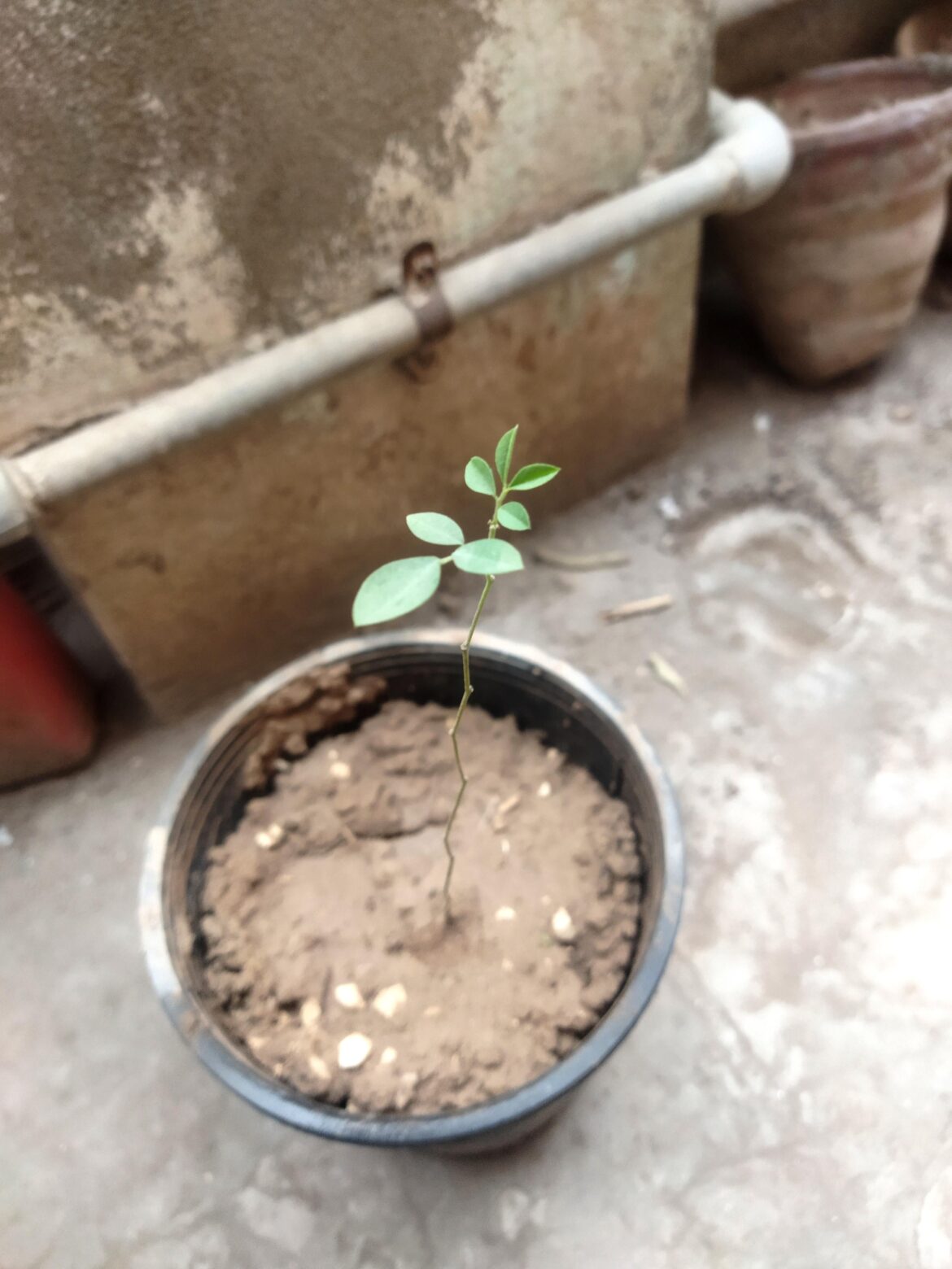 What plant is this?