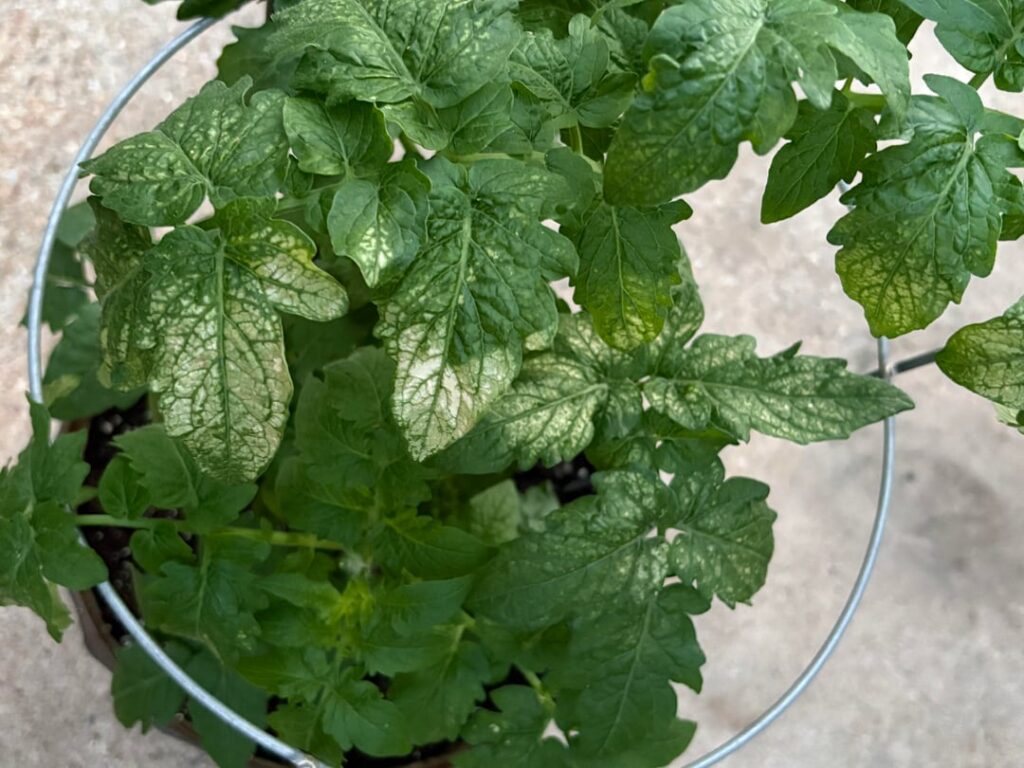 Just bought this guy, and curious about the leaves.