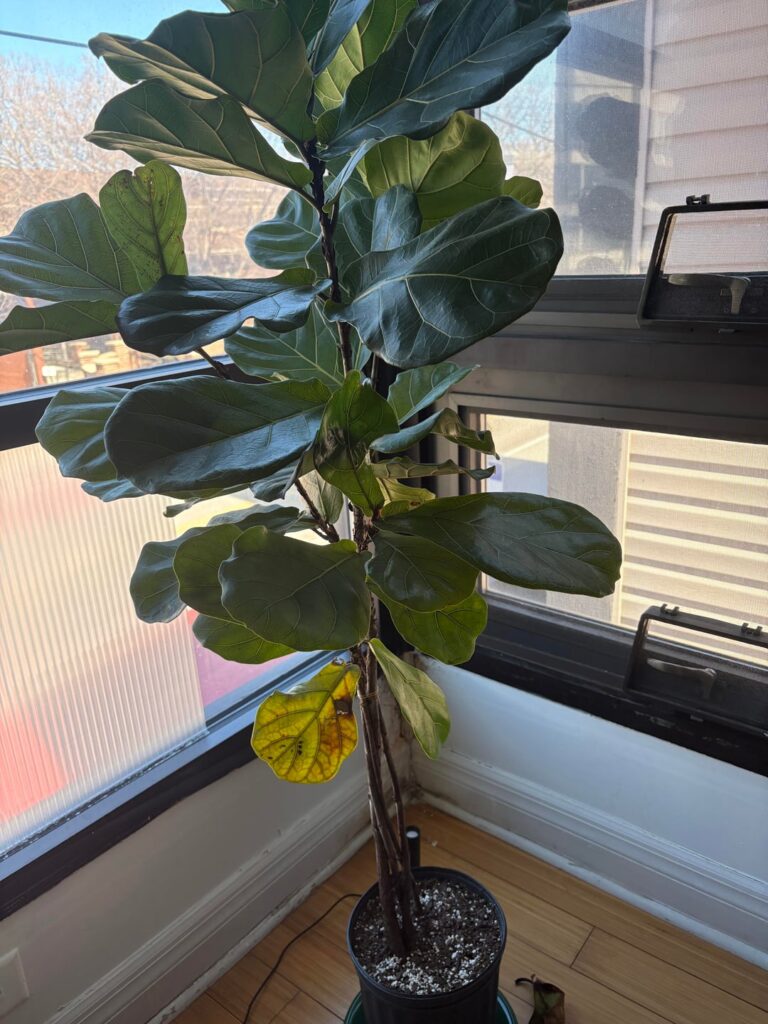 Help! New FLF Dropping Lower Leaves After 3 Weeks