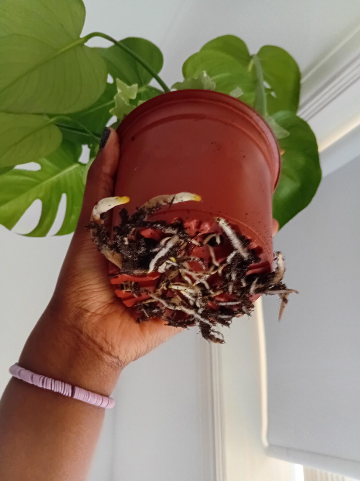 You thibk my baby is root bound?