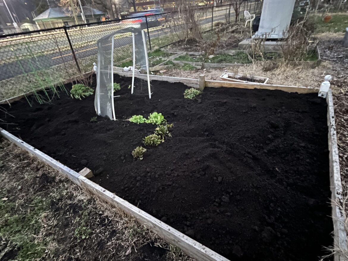 I filled up my garden bed with compost. What should go on top?