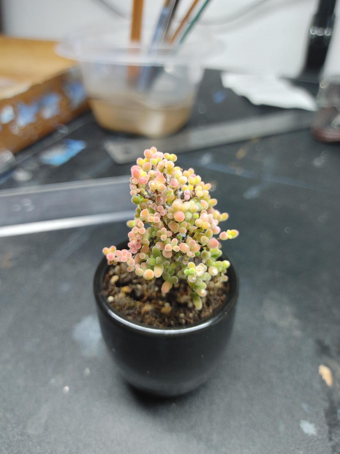 Drosanthemum Peach Globosum Drosanthemum Peach Globosum