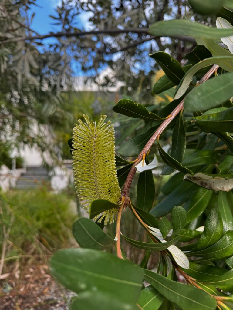 ID this Banksia please, in North Perth