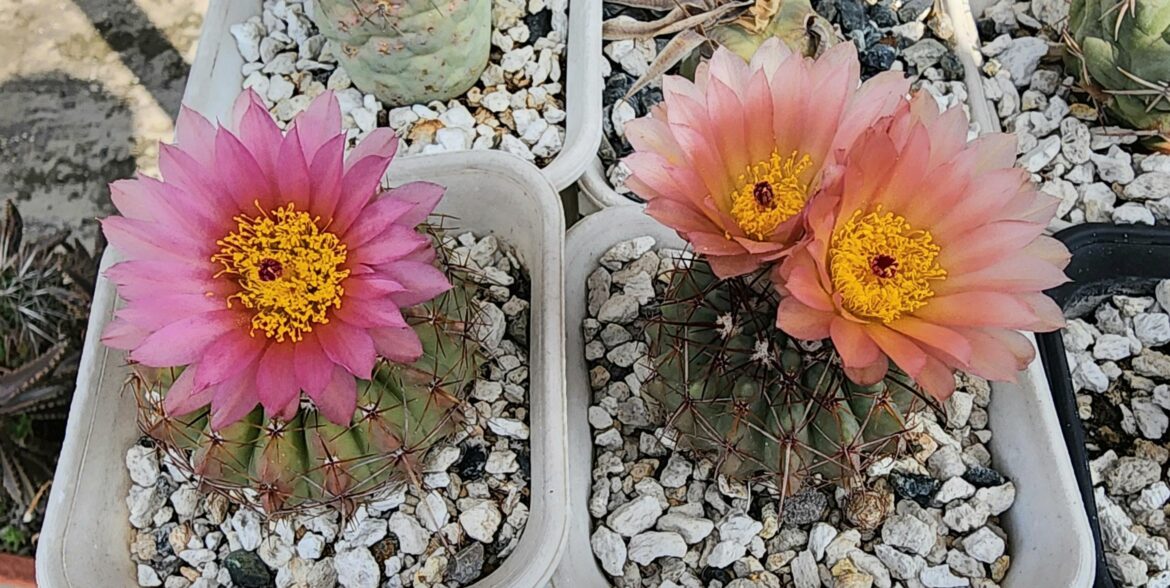 Notocactus buiningii x uebelmannianus