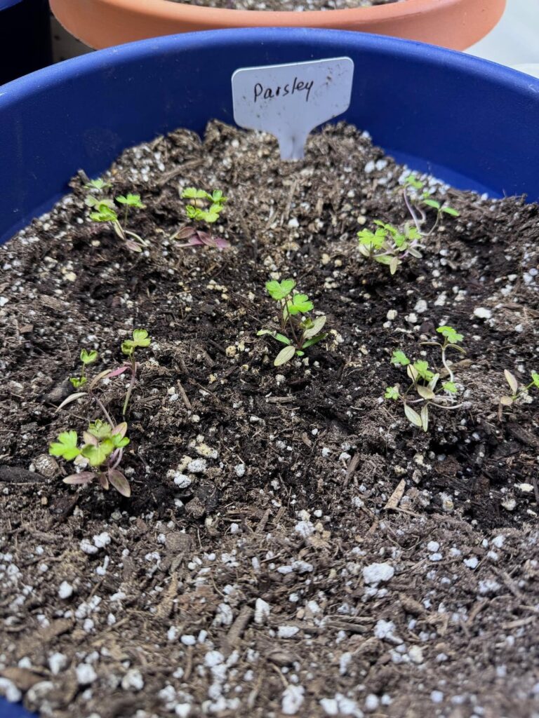 New grower needs help with parsley and tomatoes