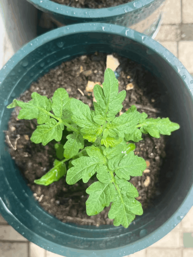 Day 40