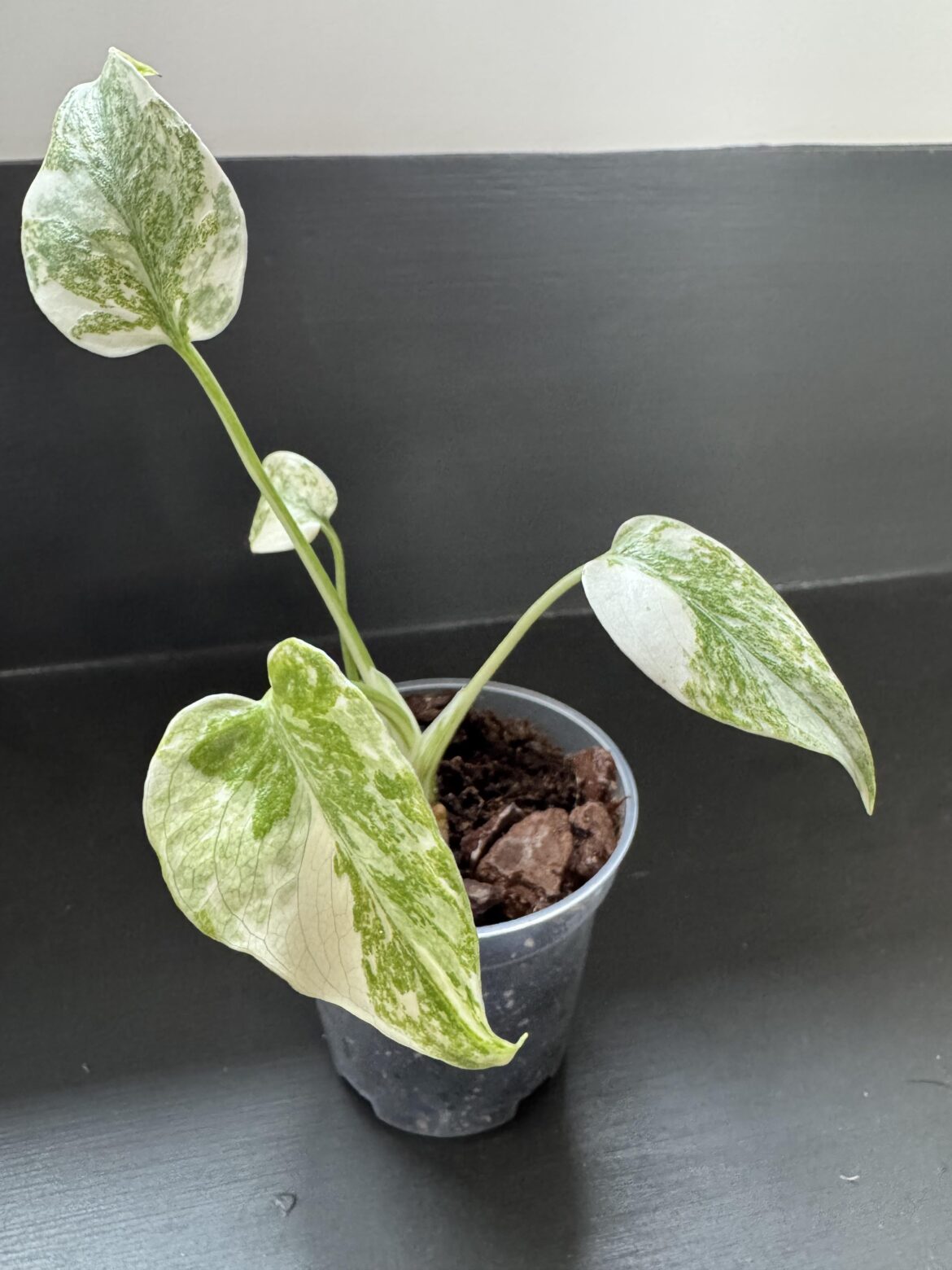 Newest leaf on my baby Green Snow Monstera