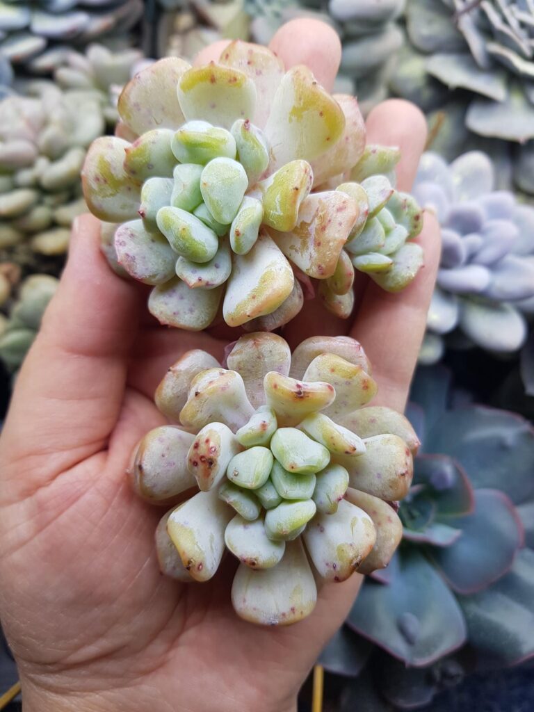 Echeveria 'Galaxy'