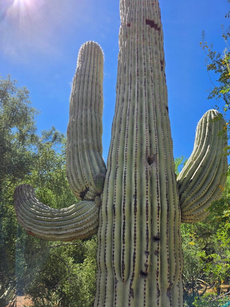 This saguaro has a seed grown saguaro and another cactus growing from a crook in its arm! I've seen opuntia growing on them before.. but never another saguaro.