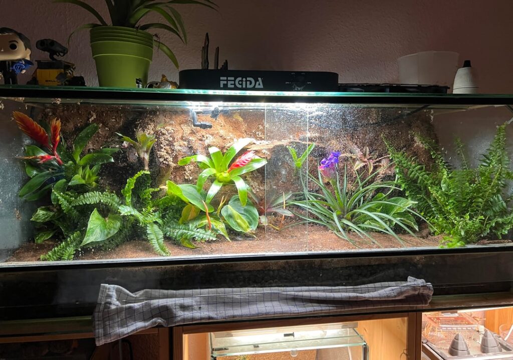Need some feedback on my first Rainforest Terrarium