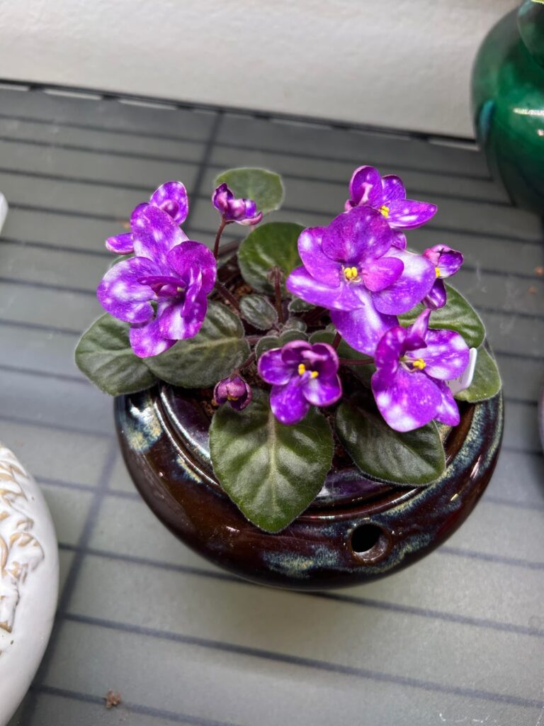 My first cosmic African Violet that I got 5 years ago. Heinz’s Aurora Australis: simple pansy with pink cosmic and inverted fantasy blooms with standard dark green, ovate, cremate, with pink reverse leaves.