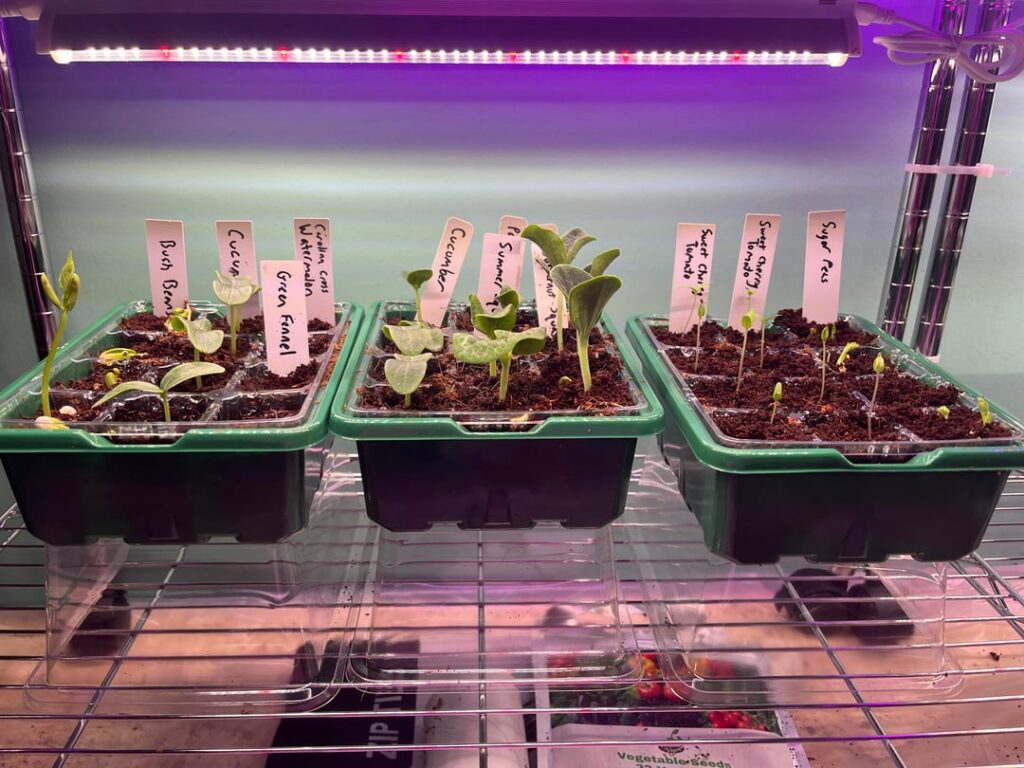 Enough Light for Seedlings?