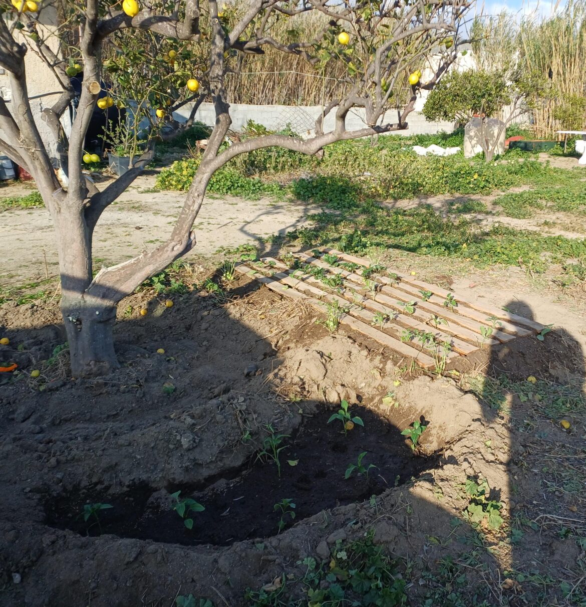 My little herdal garden got some new veggies