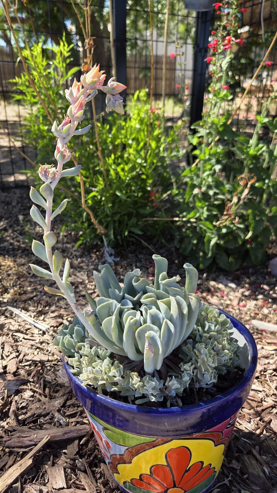 My Echeveria runyonii I affectionately call "Mr. Timn"