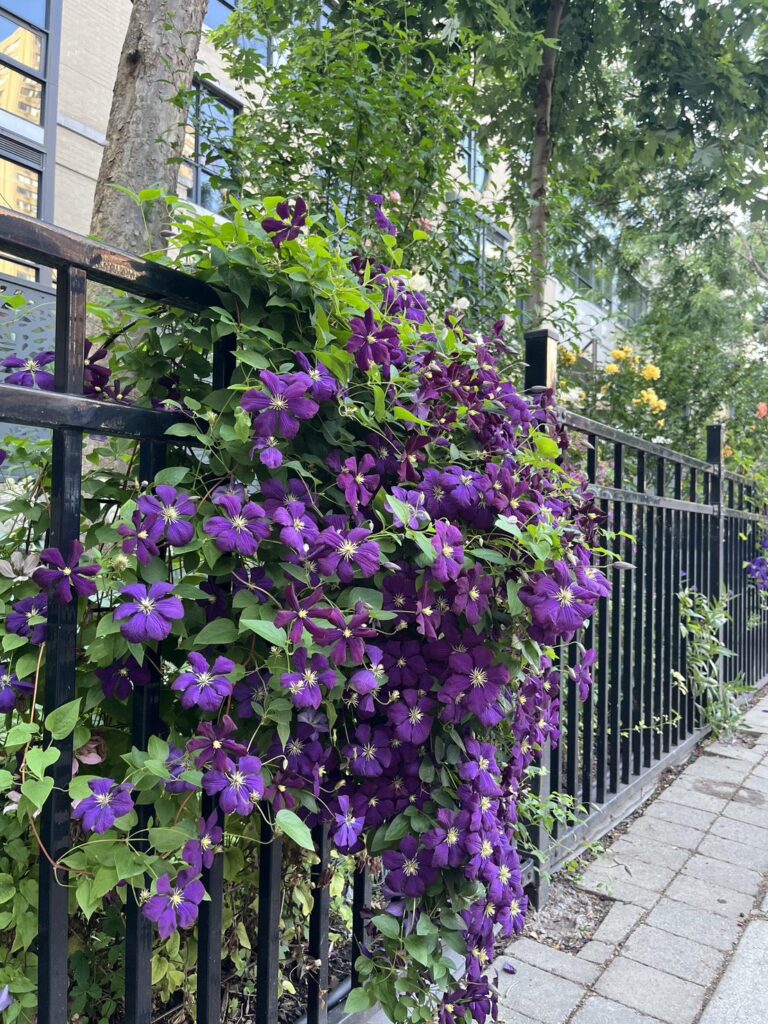 Beautiful Vine by the street