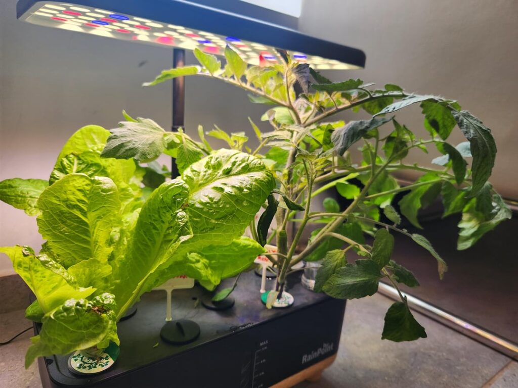 Advice on trimming cherry tomatoe