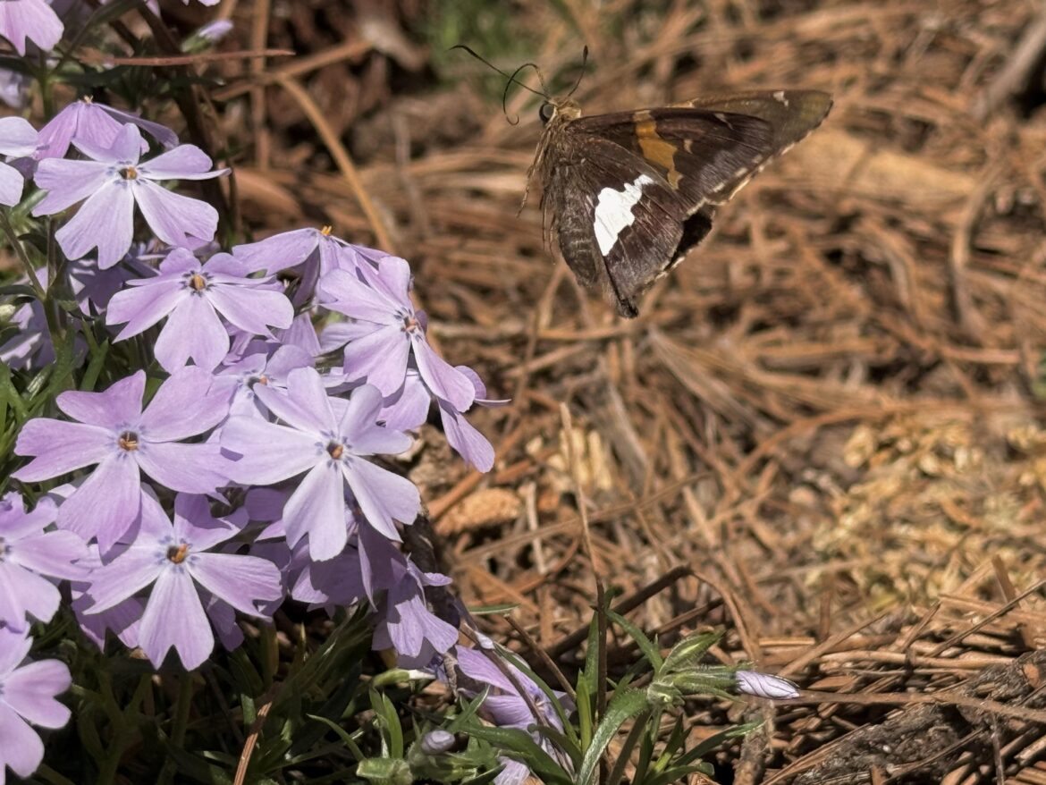 My very first butterfly! My very first butterfly!