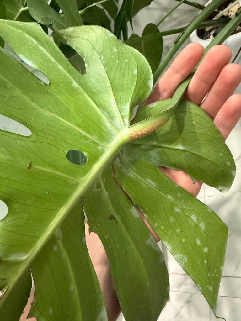 Monstera needs doctor Monstera needs doctor