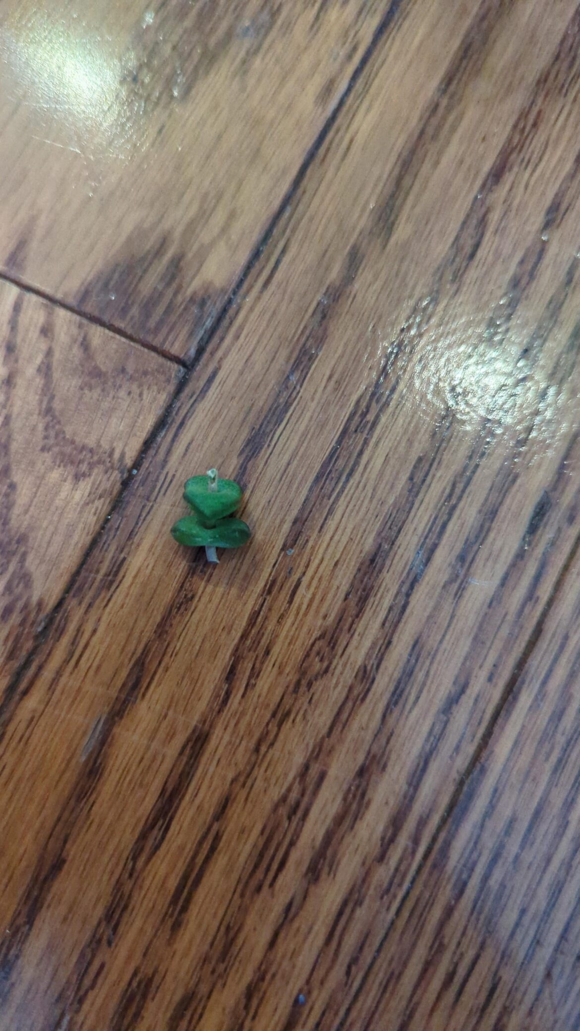 Is it possible to propagate this?