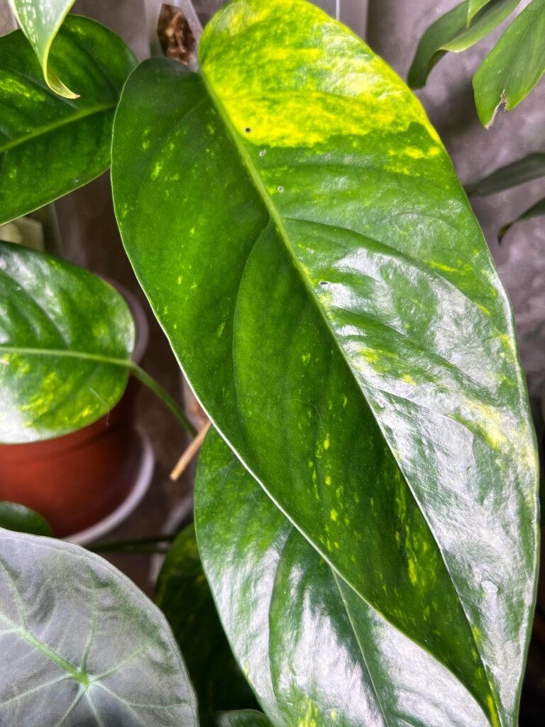 The first fenestrations on my epipremnum just cracked me up
