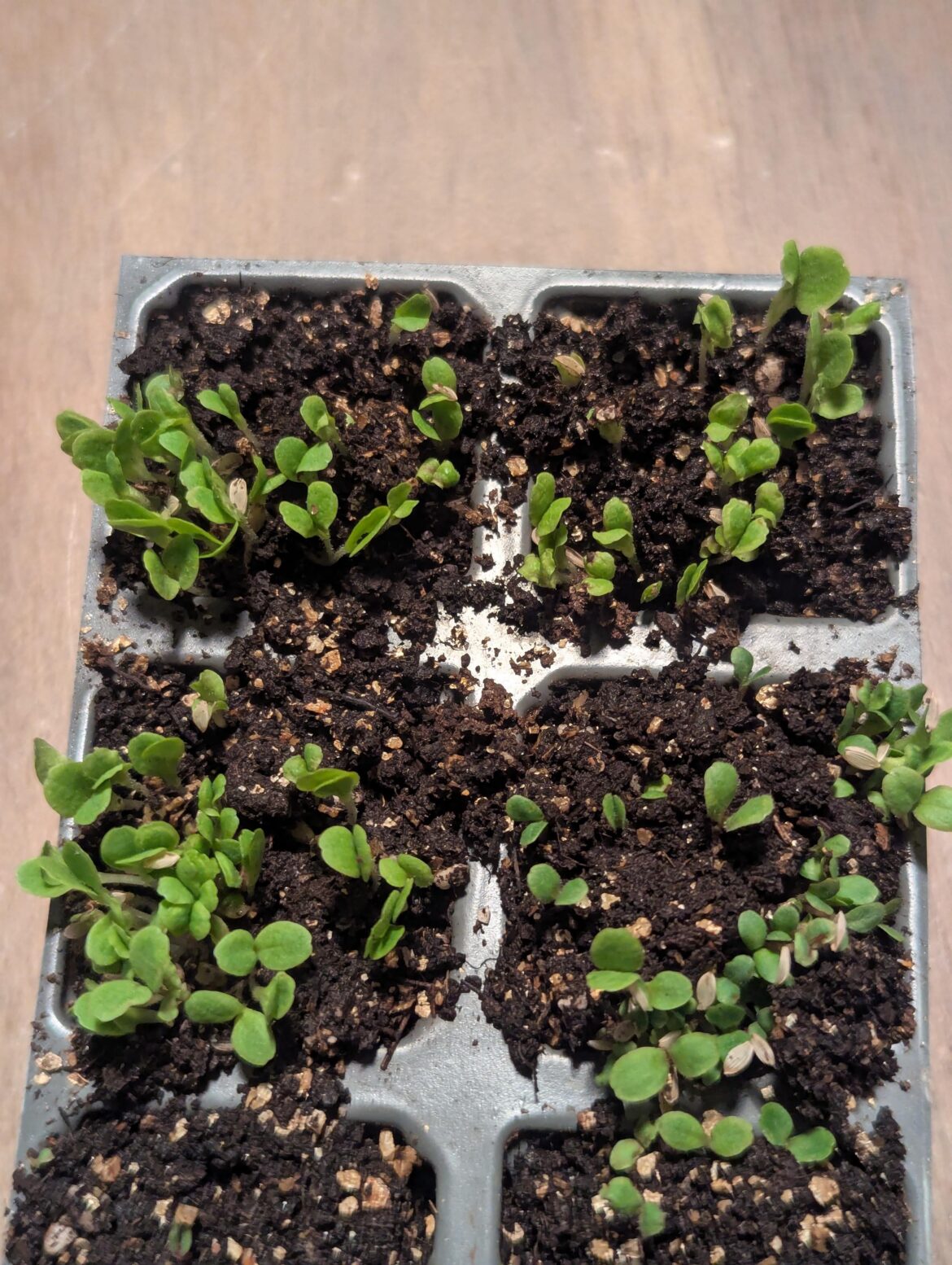 First timer – Lettuce First timer - Lettuce