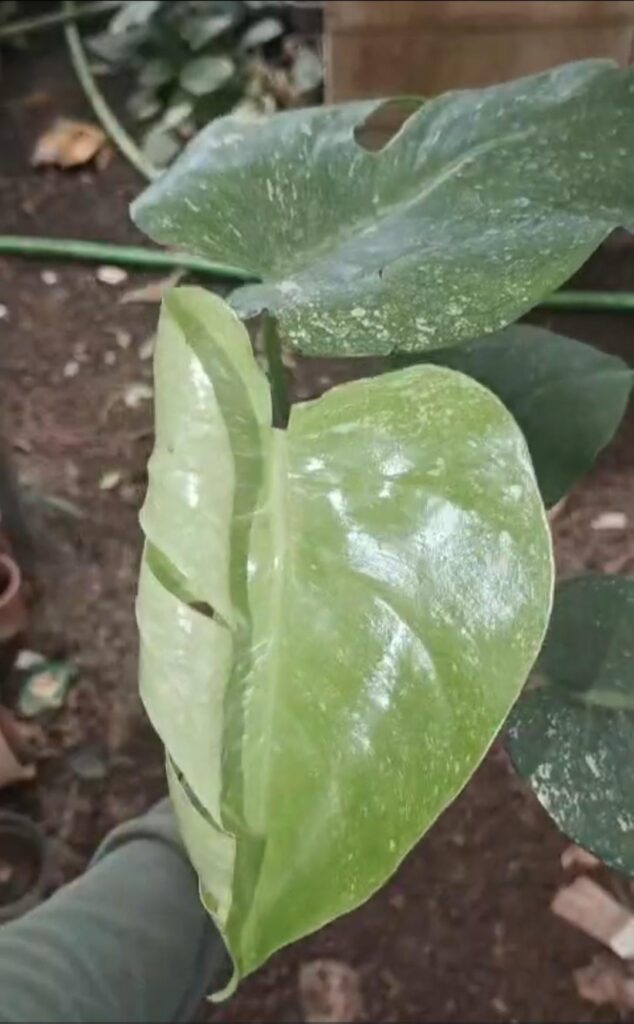 Does this monstera White Monster have any hope?