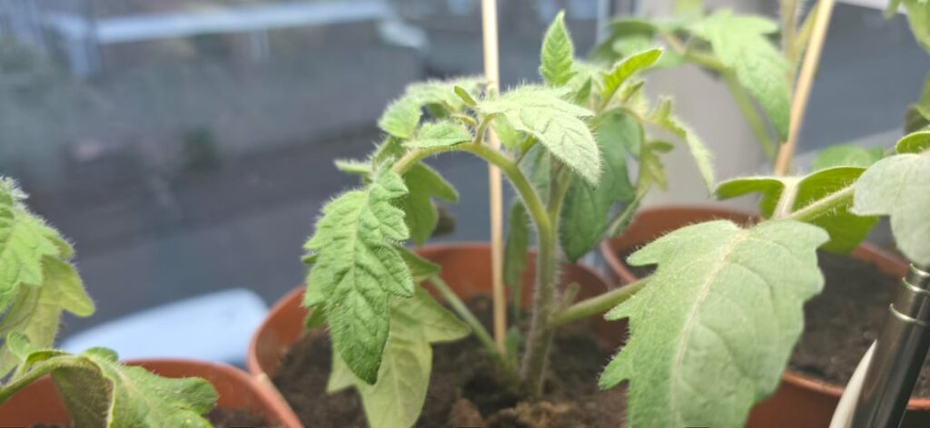 Whats wrong with my tomatos