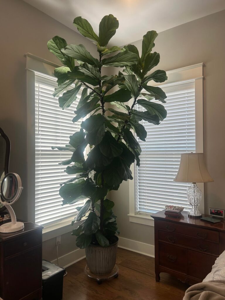 Figgy Minaj turned 6 today.