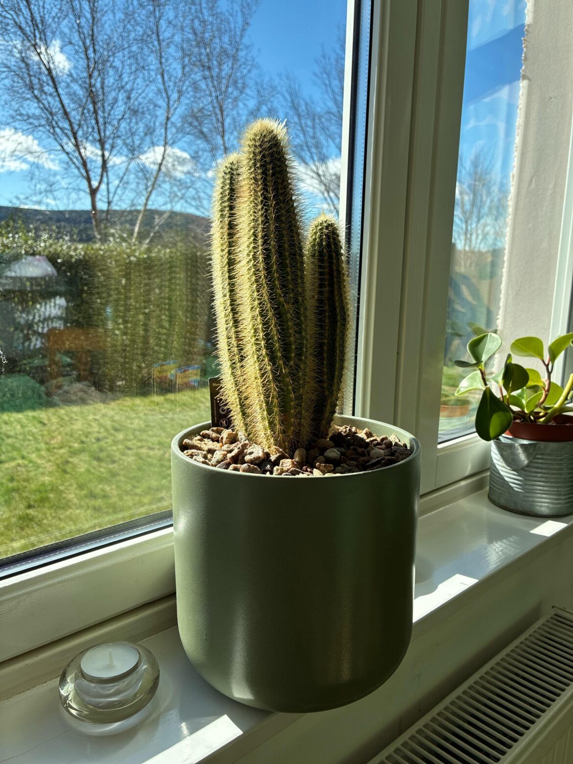 Sense check on this cactus