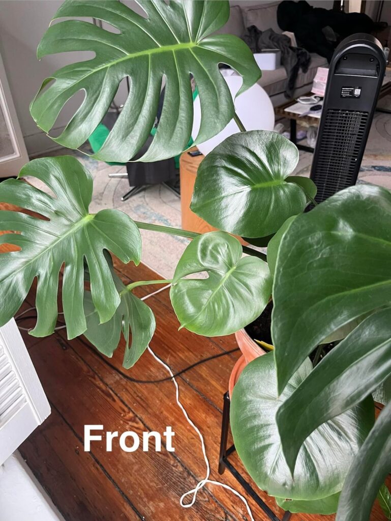 Moss pole help with monstera