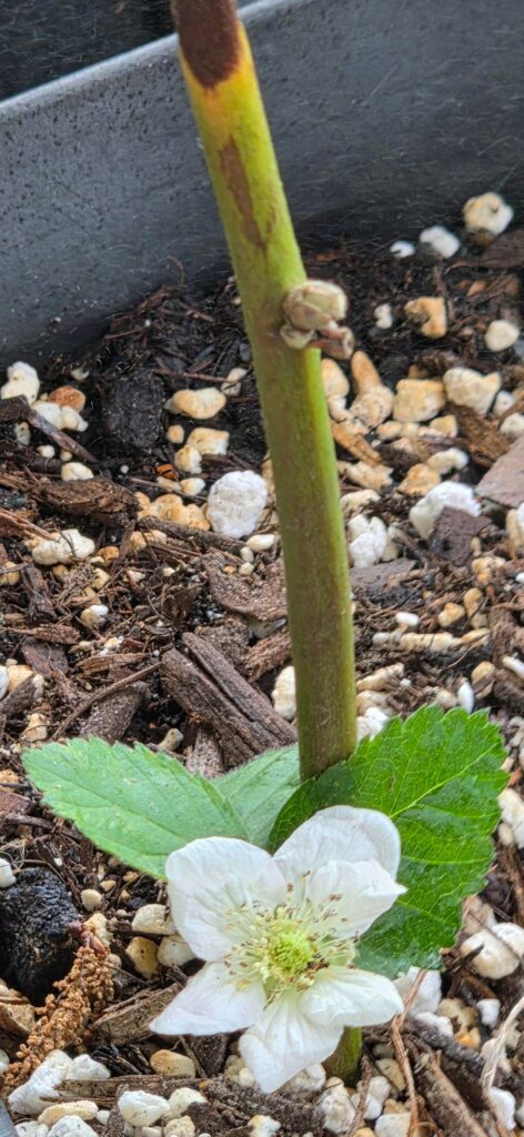 Blackberries zone 10