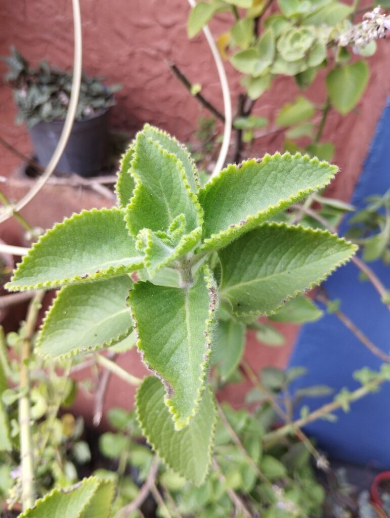 I know it's in the mint family but don't know what kind it is.