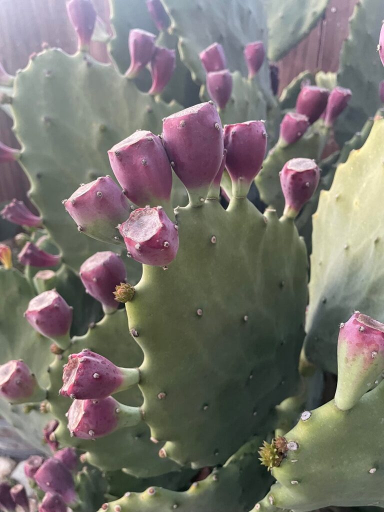 Opuntia gomei