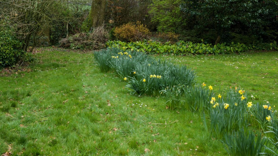 When to mow your grass if you have bulbs in your lawn