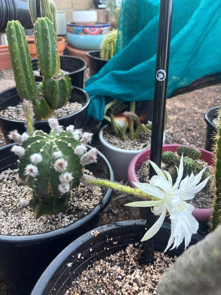 This one is always a show-off.
