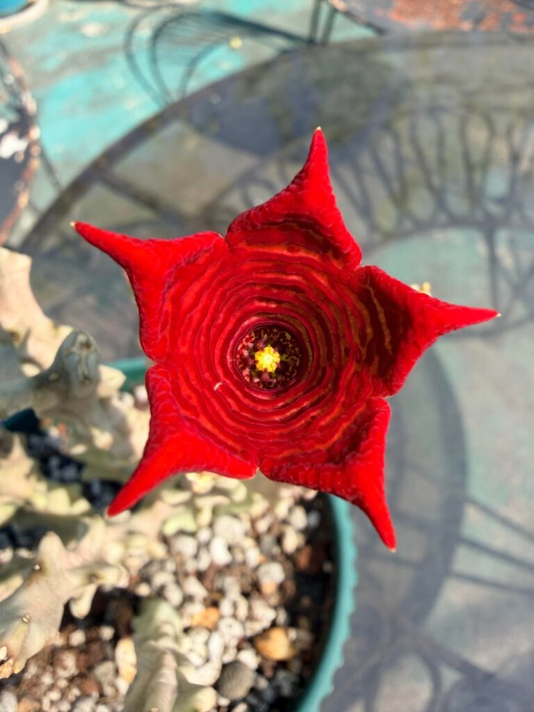 Caralluma socotrana