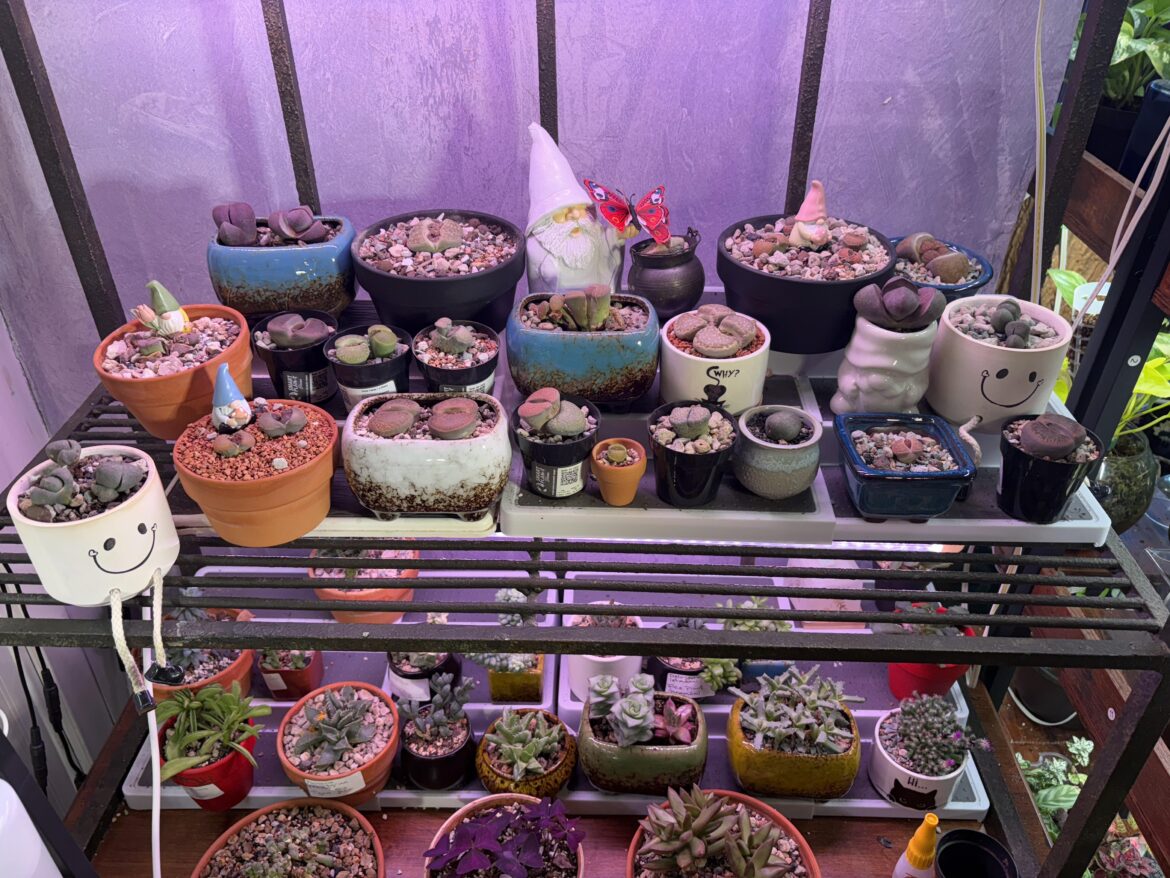 My shelf of tranquility