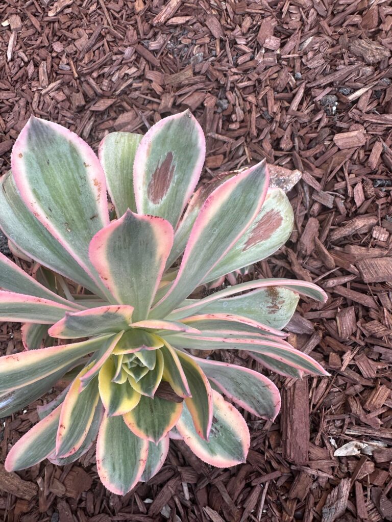 Just planted, what’s wrong? Just planted, what’s wrong?