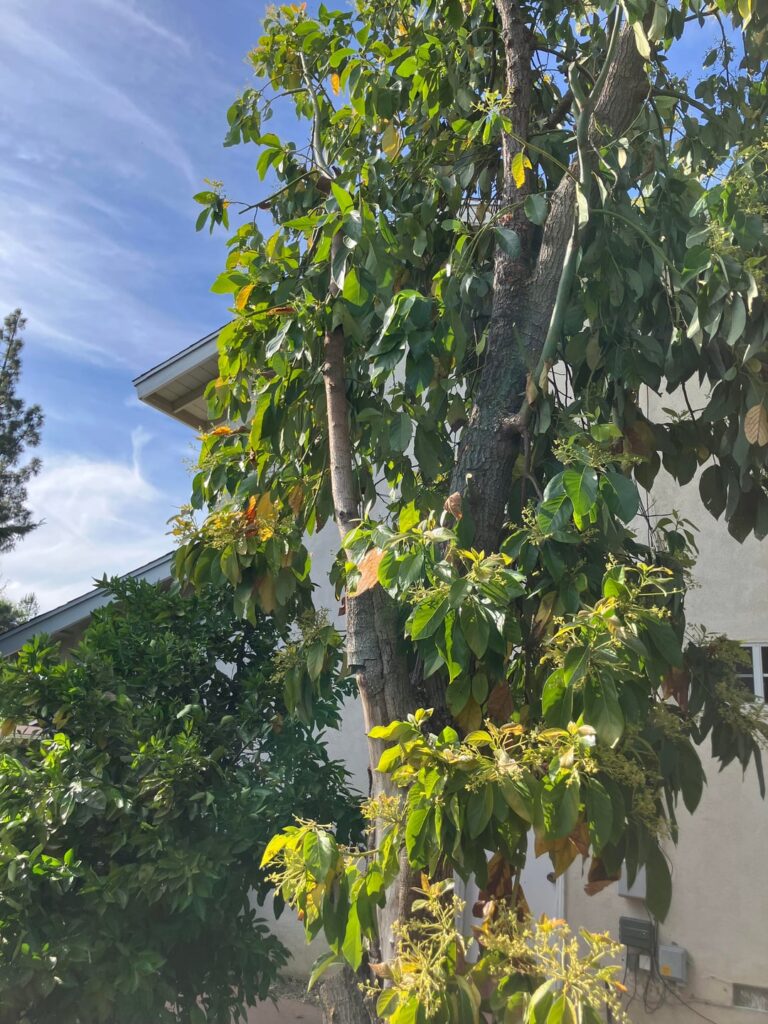 Did stupid people kill my avocado tree?