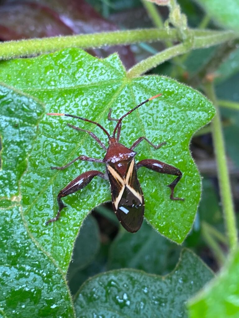 A crusader bug eating my Little Kurrajong (Brachychiton bidwillii) QLD, Australia