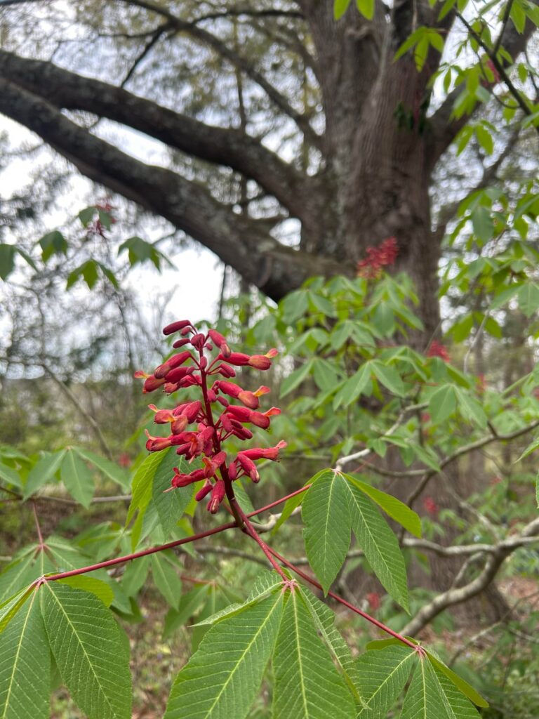 Absolutely gorgeous Red Buckeye in bloom & I get to take a bunch of the babies home :-) Absolutely gorgeous Red Buckeye in bloom & I get to take a bunch of the babies home :-)