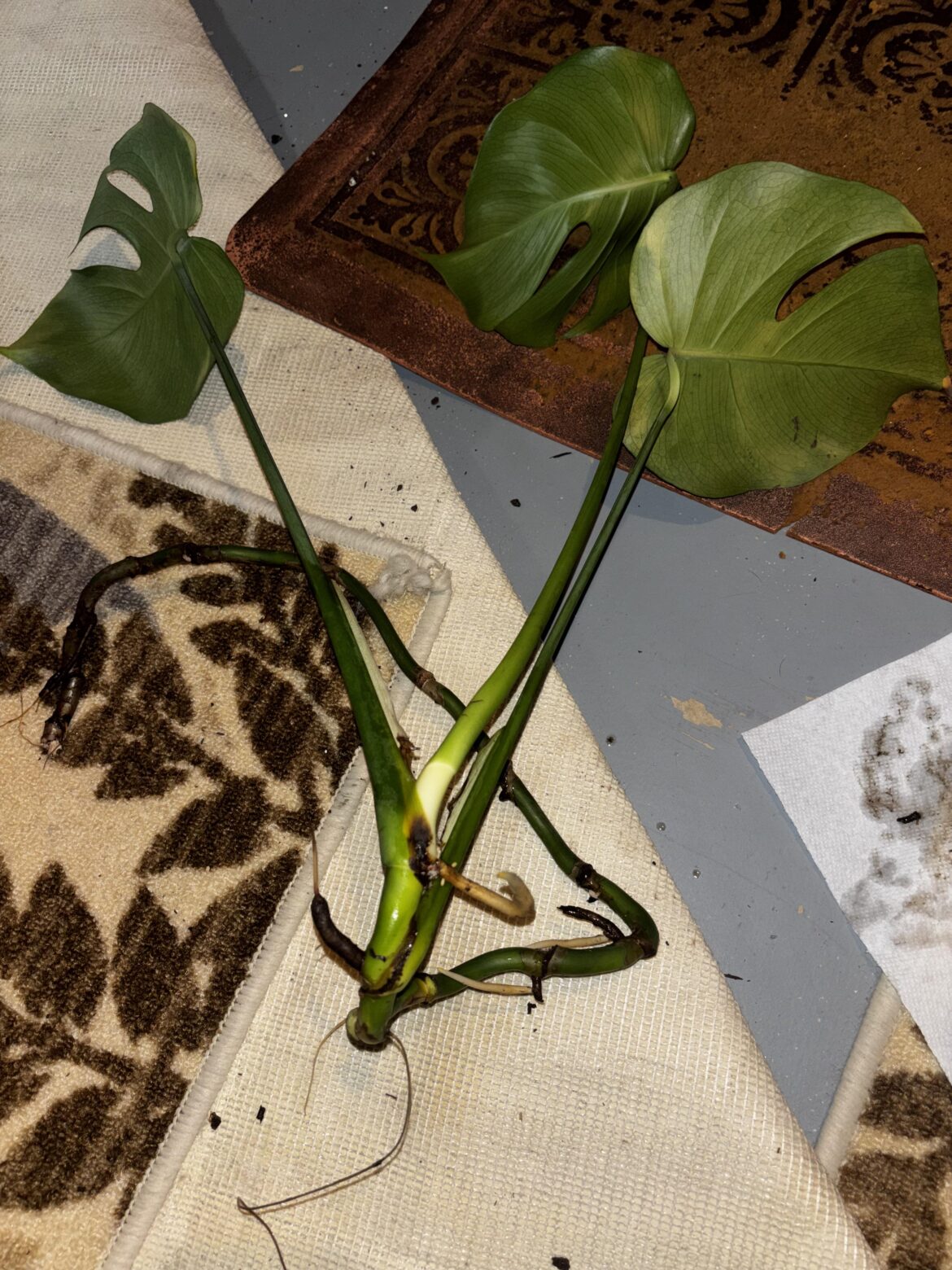 Splitting this bad girl up?!