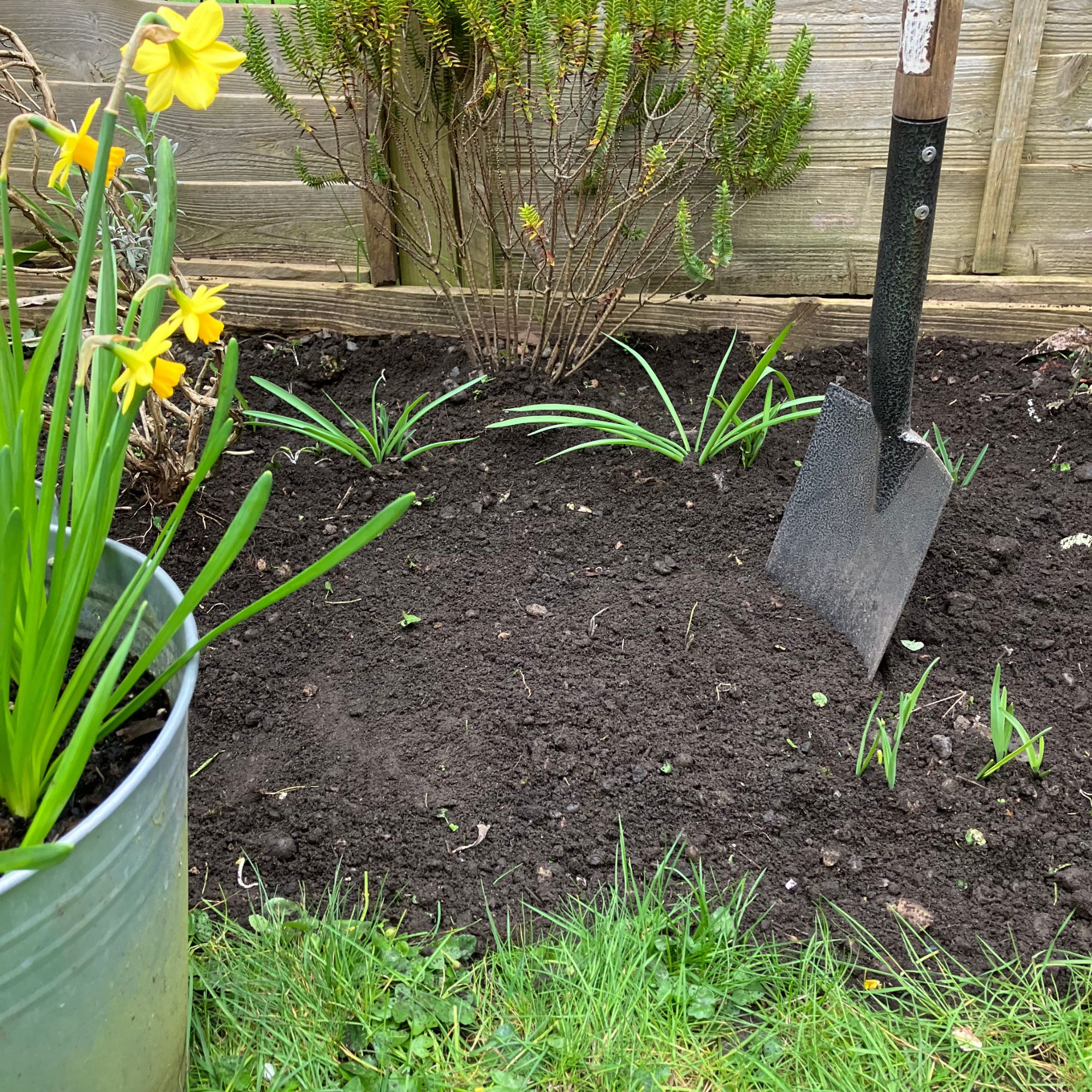 garden bed with spade and daffodils