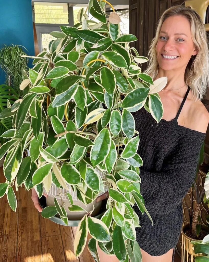 I have so many Hoyas that I often overlook my very first one! She’s over 10 years old. No blooms in this photo but she’s a consistent bloomer in warm weather and her vines are now hanging a couple feet beyond the trellis and pot. ☺️