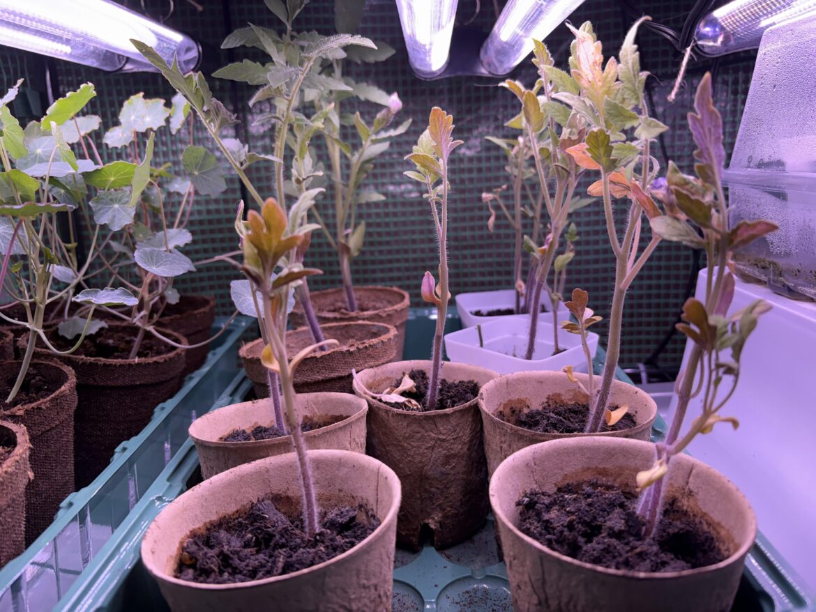 What’s wrong with my tomatoes?